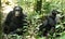 Chimpanzees in Uganda tropical forest