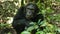 Chimpanzees in Uganda tropical forest