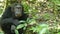 Chimpanzees in Uganda tropical forest