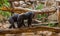 Chimpanzees Walking on a Tree