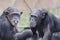 Chimps eating peanuts