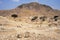 Chimu culture adobe pyramid in ruins from the year 1000 to 1370 AD later by the Incas Lambayeque Tucume Peru