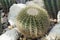 Chin cactus (Gymnocalycium sp.)