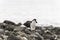 Chin-strap Penguin makes its way over the rocks, Antarctica