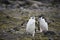 Chin-strap Penguins trying to walk across Antarctica