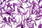 China aster background