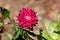 China aster or Callistephus chinensis or Annual aster monotypic genus of flowering plant with dense red flower surrounded with