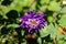 China aster or Callistephus chinensis or Annual aster monotypic genus of flowering plant with dense violet flower surrounded with