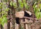 China Chengdu Research Base of Giant Panda Breeding Outdoor bamboo baby pandas sleeping