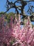 China Forbidden City Flowers and old tree 4878