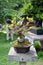 China  garden  bonsai  tree  nature  green