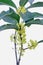 China golden osmanthus close-up