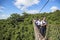 China, Hainan Island - December 1, 2018:Tourists are walking on a wooden suspension bridge in the park of Yalong Bay Tropic