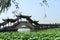China ,Jinxi Water Villageï¼ŒLotus leaf and Bridge