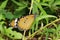 China Macao Insect Taipa Ecology Trail Wetlands Garden Outdoor Macau Butterfly Monarch Danaus Plexippus Flower Blossom Floral Pods