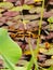 China Macao Taipa Ecology Trail Garden Outdoor Macau Dragonfly Halloween Penant Lotus Pond Flower Floral Blossom Petals Seeds Pods