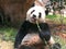 China Macau Taipa Outdoor Macao Giant Panda Pavilion Coloane Panda eating bamboo as snack food