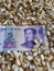 China, maize producing country, dry corn grains and chinese banknote of five yuan