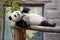 China. Panda at Beijing Zoo
