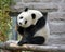 China. Panda at Beijing Zoo