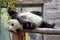 China. Panda at Beijing Zoo