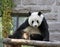 China. Panda at Beijing Zoo