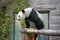 China. Panda at Beijing Zoo