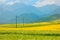 China Qinghai Flower and Field Landscape