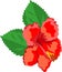China Rose Flower Flora Vector Illustration