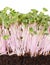 China Rose radish seedlings front view