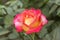 china rose rosa chinensis flower