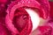 china rose rosa chinensis jacq dewdrop