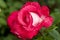 china rose rosa chinensis jacq dewdrop