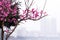 China\'s beautiful plum