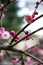 China\'s beautiful plum