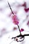 China\'s beautiful plum