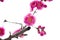 China\'s beautiful plum