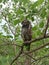 China\\\'s lovely Owl