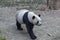 China`s unique animal panda