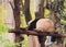 China Sichuan Chengdu Research Base of Giant Panda Breeding Outdoor Fresh Bamboo Shoot Baby Pandas Sleeping Marshmallow Lay Flat