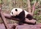 China Sichuan Chengdu Research Base of Giant Panda Breeding Outdoor Fresh Bamboo Shoot Baby Pandas Toddlers Sleeping Marshmallow