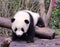 China Sichuan Chengdu Research Base of Giant Panda Breeding Outdoor Fresh Bamboo Shoot Baby Pandas Toddlers Sleeping Marshmallow