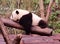 China Sichuan Chengdu Research Base of Giant Panda Breeding Outdoor Fresh Bamboo Shoot Baby Pandas Toddlers Sleeping Marshmallow