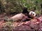 China Sichuan Chengdu Research Base of Giant Panda Breeding Outdoor Fresh Bamboo Shoot Baby Pandas Toddlers Sleeping Marshmallow