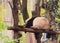 China Sichuan Chengdu Research Base of Giant Panda Breeding Outdoor sleeping snoring panda taking a nap bamboo forest baby pandas