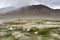 China, Tibet. Boggy shore of the lake Ngangla Ring Tso in summer in heavy rain