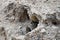 China. Tibet, gray rodent ochotona peeps out of the mink on the shore of lake Manasarovar