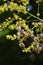 China-Tree with Fruits and Flowers