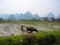 China, Yangshuo, a farmer cultivating the earth with a plow drawn by a mule