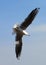 China Yunnan Kunming Tien Lake Dianchi Flying Wild Seagulls Feeding Sunny Blue Sky Birds Ocean Red-billed Gulls Nature